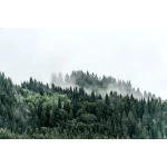  Fototapety na ścianę las 4984