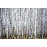  Fototapety na ścianę las brzozy 4943