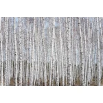  Fototapety na ścianę las brzozy 4948