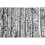  Fototapety na ścianę las brzozy 4950