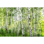  Fototapety na ścianę las brzozy 4954