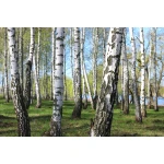  Fototapety na ścianę las brzozy 4955