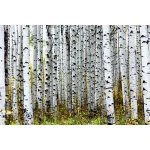  Fototapety na ścianę las brzozy 4960