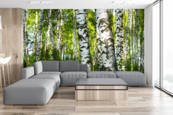  Fototapety na ścianę las brzozy 4963