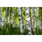  Fototapety na ścianę las brzozy 4963