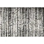  Fototapety na ścianę las brzozy 4964