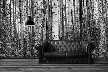  Fototapety na ścianę las brzozy 4967