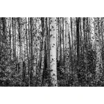  Fototapety na ścianę las brzozy 4967