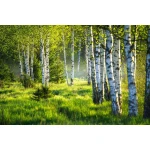  Fototapety na ścianę las brzozy 4968