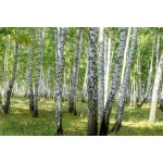  Fototapety na ścianę las brzozy 4970