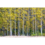  Fototapety na ścianę las brzozy 4974