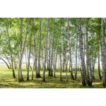  Fototapety na ścianę las brzozy 4975