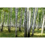  Fototapety na ścianę las brzozy 4976