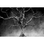  Fototapety na ścianę las drzewo 4949