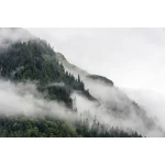  Fototapety na ścianę las drzewa 4951