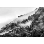  Fototapety na ścianę las drzewa 4952