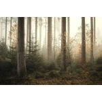  Fototapety na ścianę las drzewa 4961