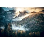  Fototapety na ścianę las drzewa 4962