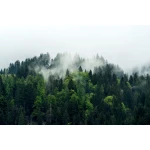  Fototapety na ścianę las drzewa 4965