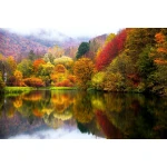  Fototapety na ścianę las drzewa 4966