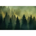  Fototapety na ścianę las drzewa 4969