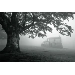  Fototapety na ścianę las drzewo 4980