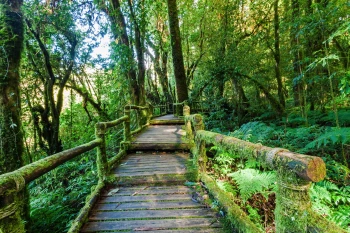  Fototapeta las, lasy, drzewa 5115